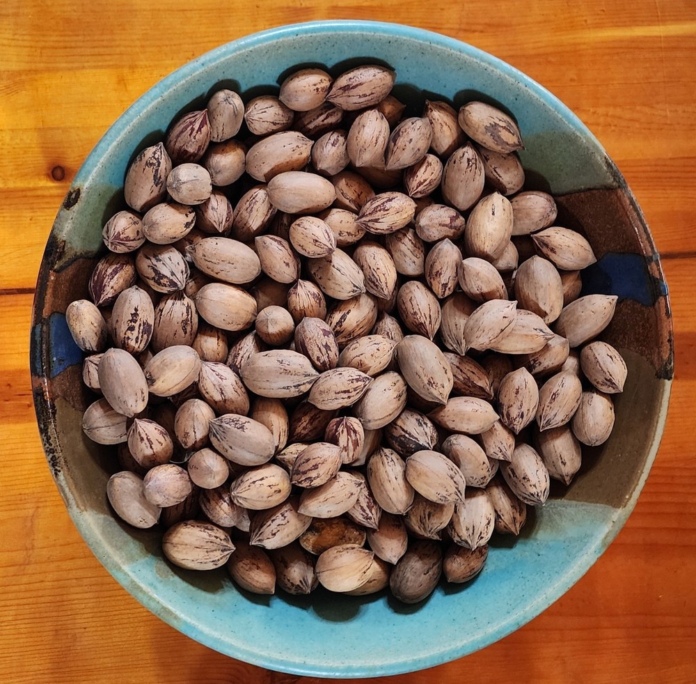 5 lbs. 2025 Fresh Crop of Texas Pecans In Shell