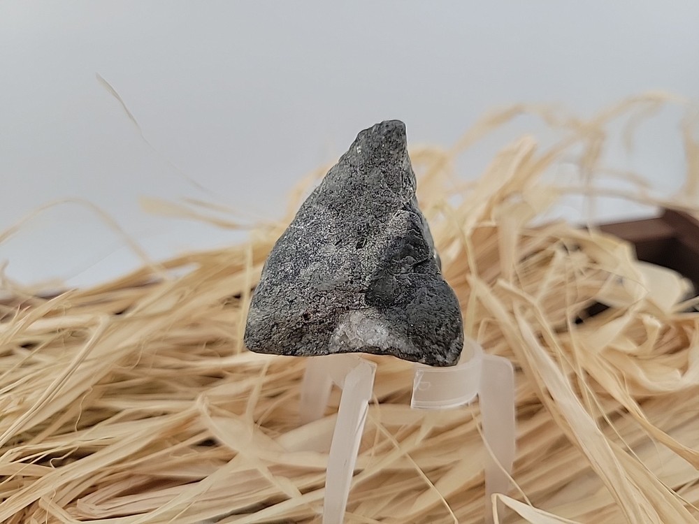 Permineralized Claw Fossil Super Rare