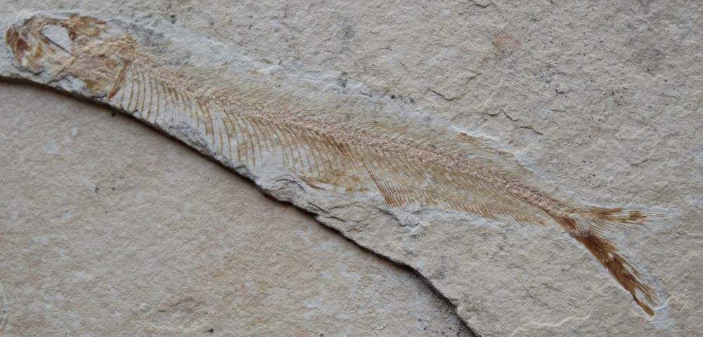 Ichthyodectiforme 12 - Both Sides - Cretaceous Fossils directly from Lebanon