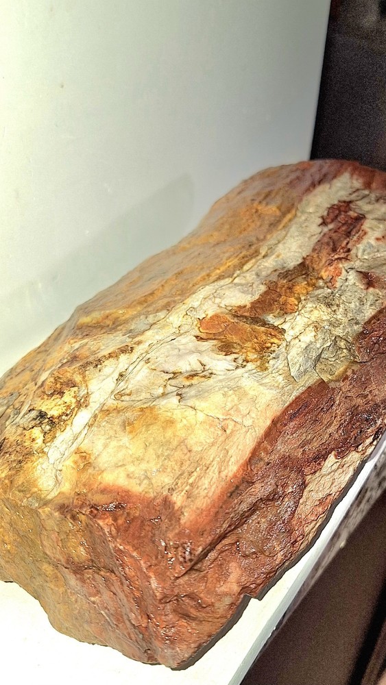 Petrified Wood