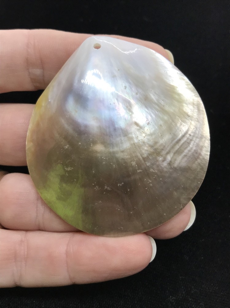 Vintage Polished Shell ready to use in multiple applications