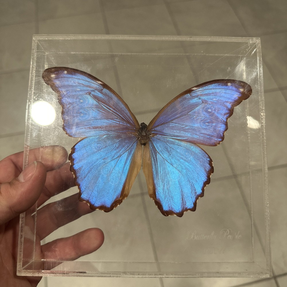 Blue Morpho Butterfly Real Framed 3D Display 8x7 Acrylic Shadow Box