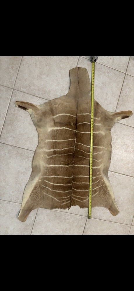 Real Kudu Hide Skin Genuine Leather Hide