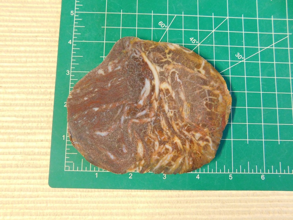 Fossil Cycad Slabs for Cabs - qty 2