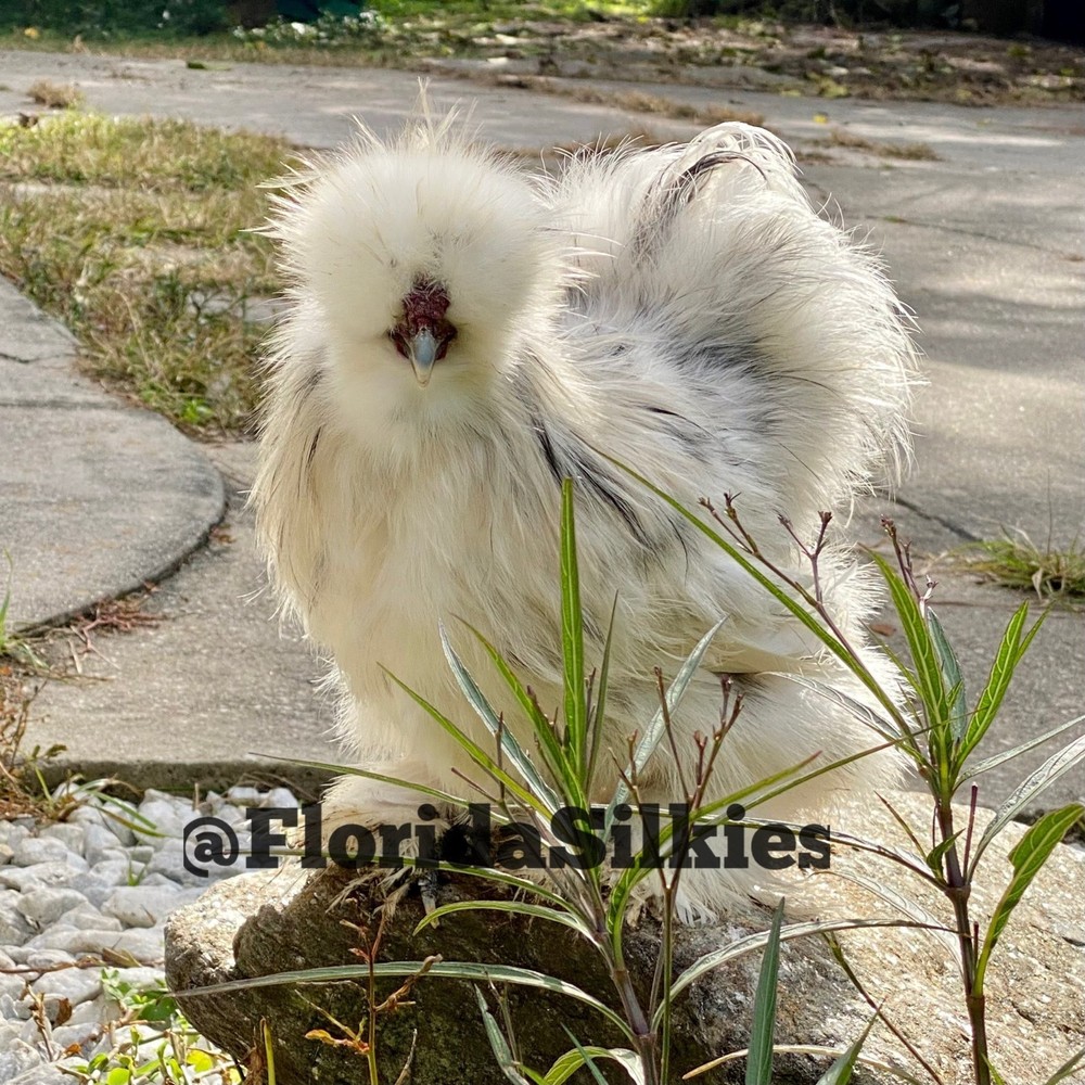 Silkie Hatching Eggs Assorted Colors (READ!) 4+