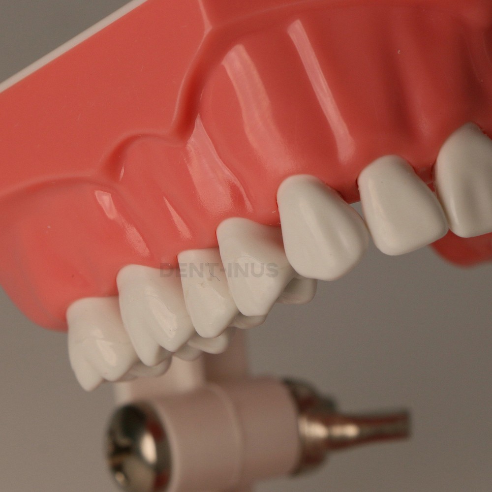 US Dental Teeth Typodont Model for Brushing Flossing Practice Teaching Study