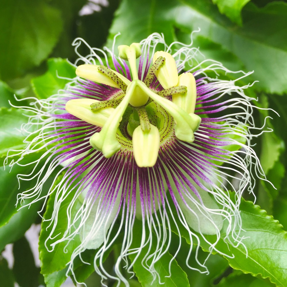 10 Purple Passion Fruit Cuttings