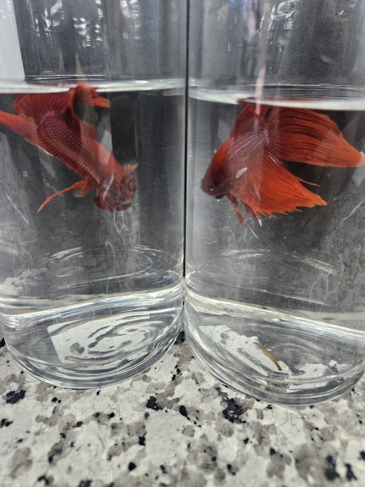 Betta Fish Set in Clear Glass Containers