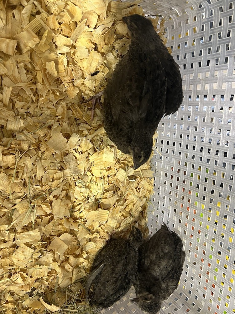 48 All Black Coturnix Quail Hatching Eggs