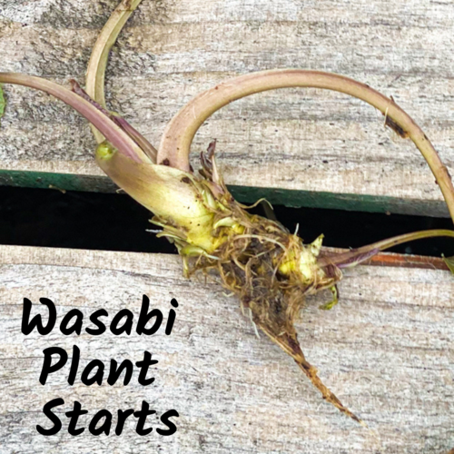 Wasabi Plant Start