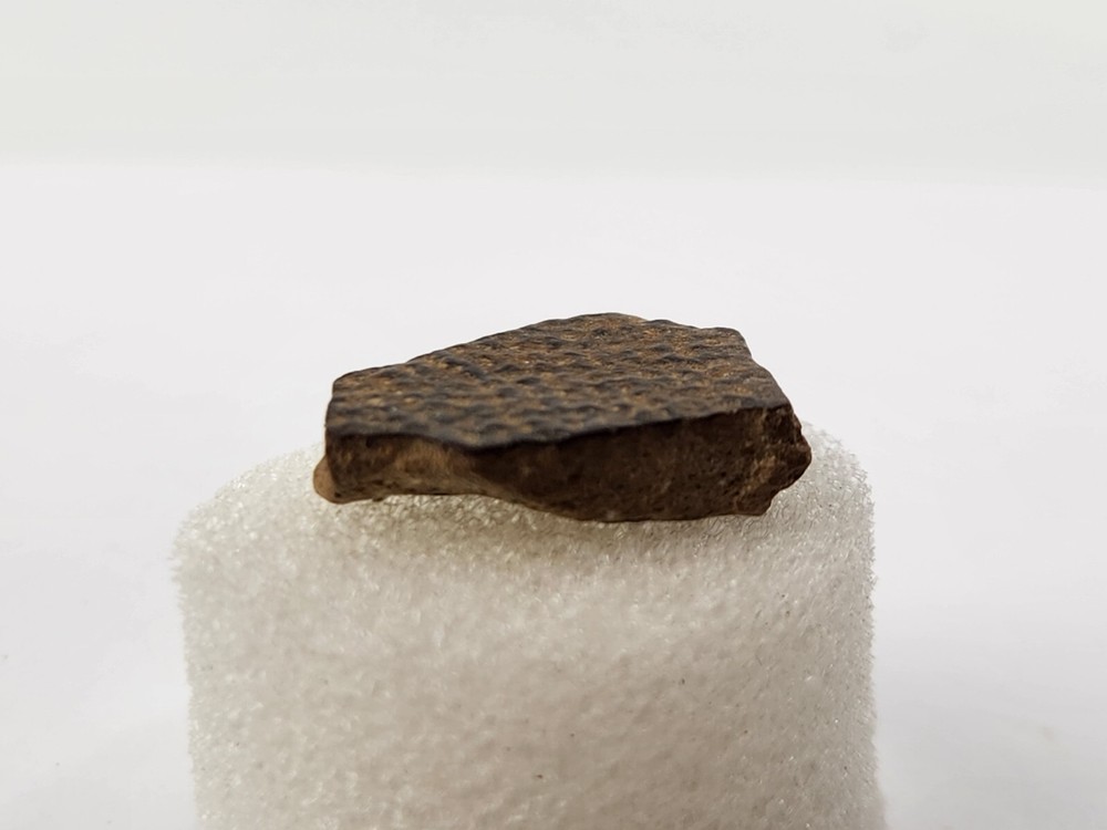 Cretaceous Turtle Shell Fossil - Testudines - Judith River Fm. - Hill Co., MT