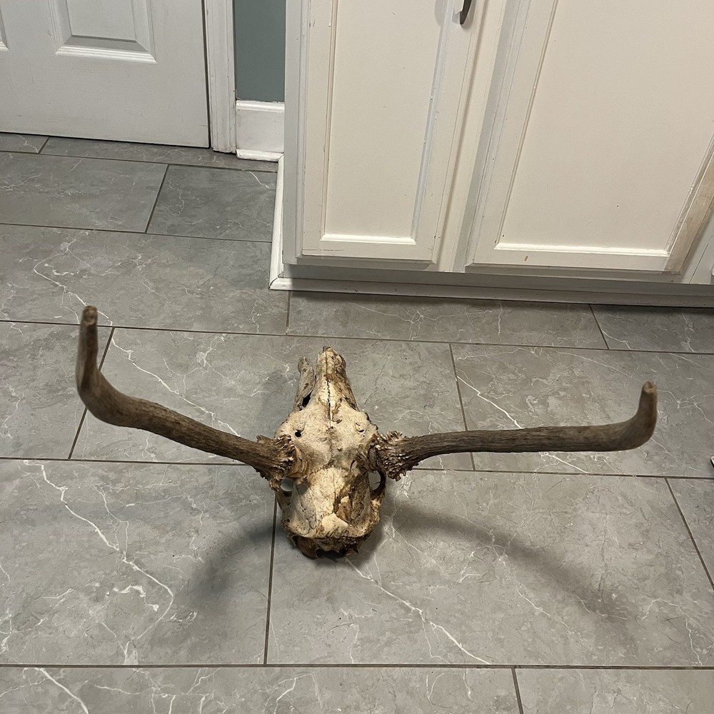 Genuine Weathered Elk Antlers/Mount- Rustic Decor