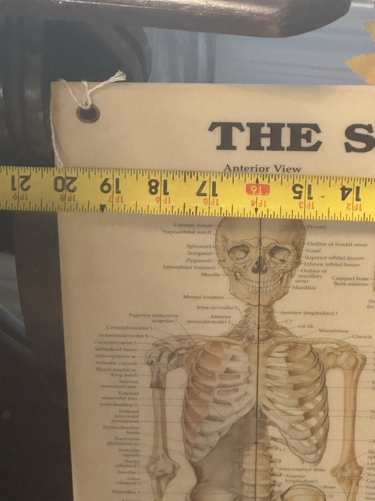 Skeletal System Anatomical Chart Poster ￼ Laminated Learning 20x26 Skeleton B24