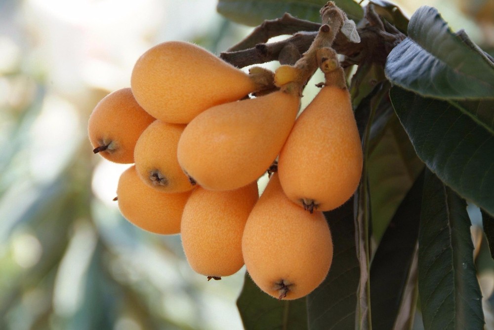 Loquat (Big Jim) Tropical Fruit Tree