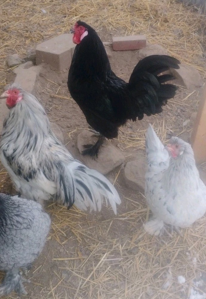 Breda Fowl Hatching Eggs