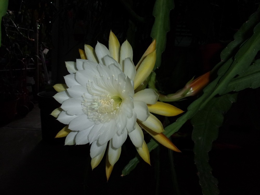 Epiphyllum " NIKKO SAN " Cutting