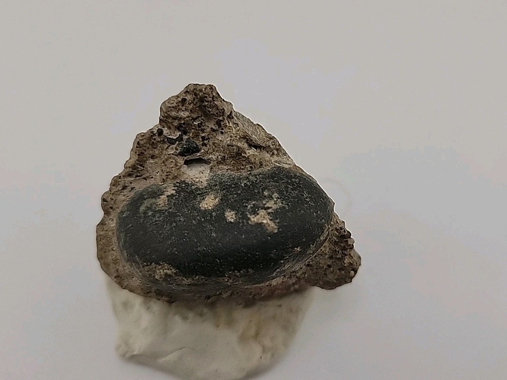 Real Permineralized Reptile Egg Fossil