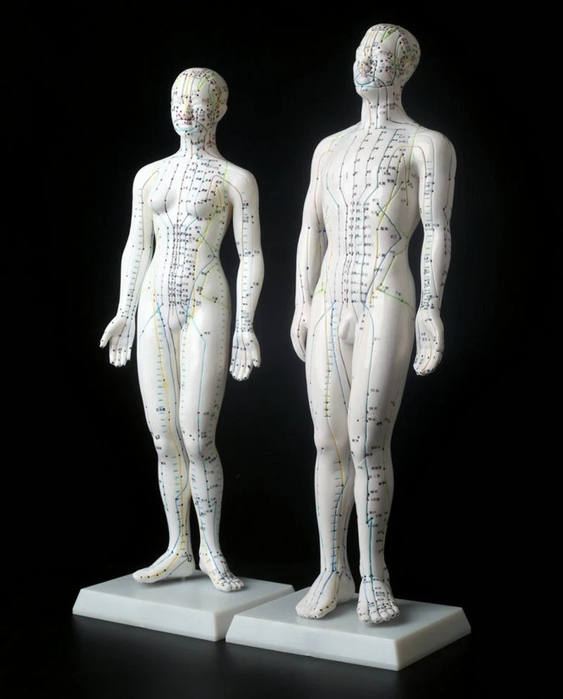 Human Acupuncture Point Massage Model Teaching Education Tool