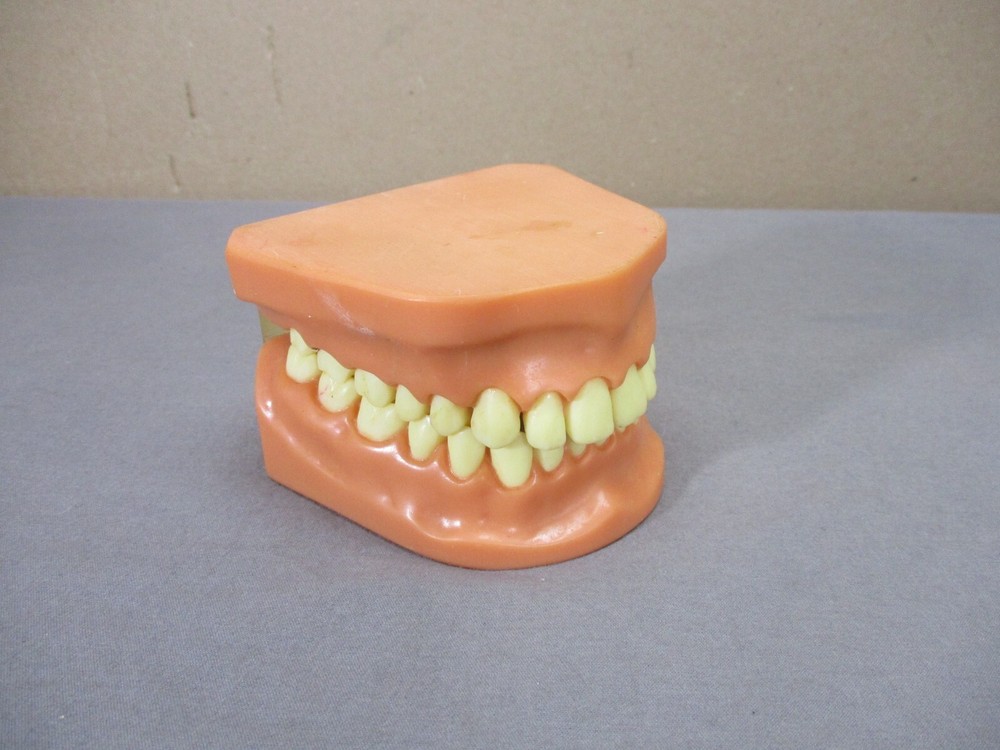 Dentist Typodont Dentoform Dental Model Teeth Overbite Tooth Display Hinged Set