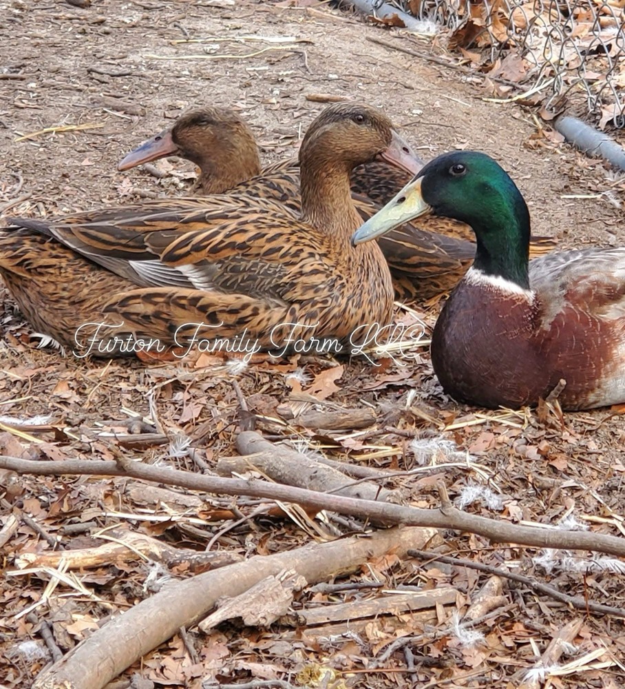 PRE-SALE 6+ Dutch Hookbill Duck Hatching Eggs RARE