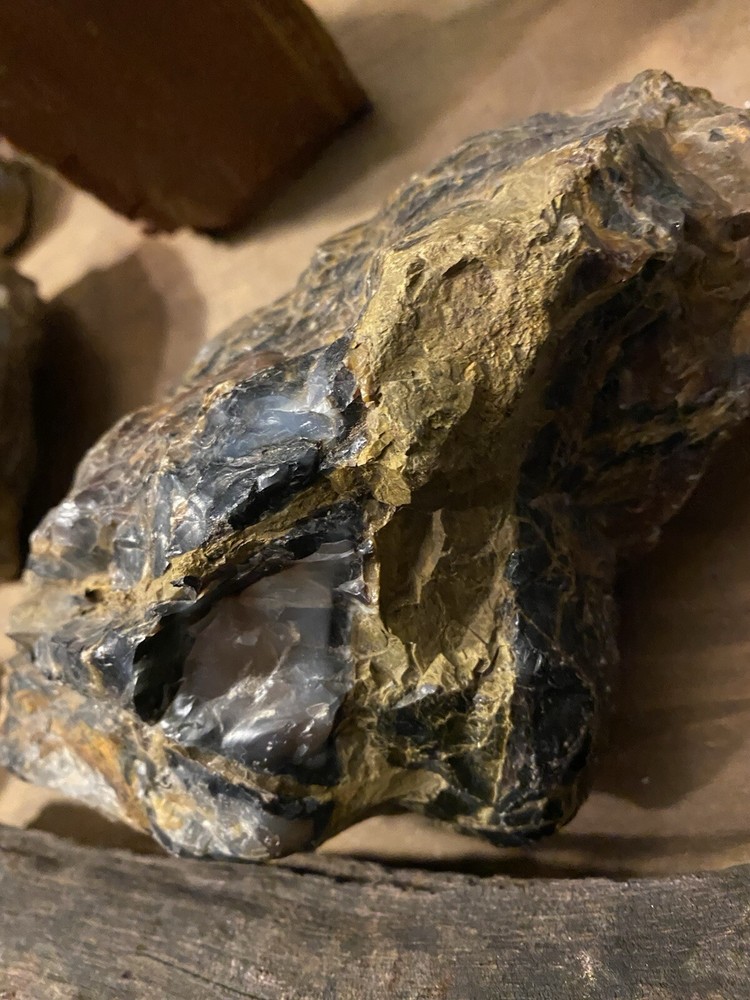 Petrified Wood Collection