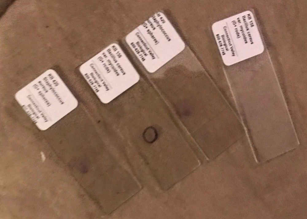 Student School Microscope 12" Tall White In Great Condition!