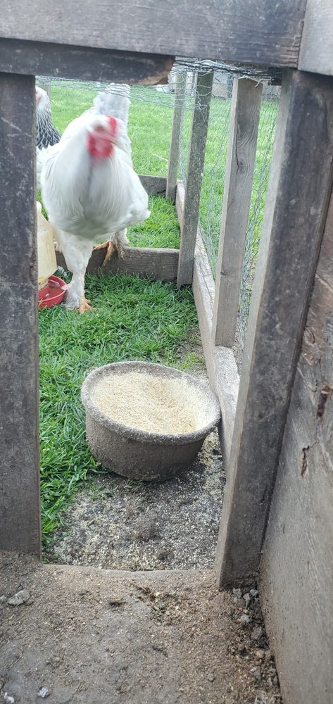 Self Blue Light Columbia Brahma Hatching Eggs 6+