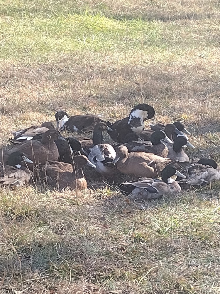 Golden 300 (Duck) Hatching eggs ( One Dozen)