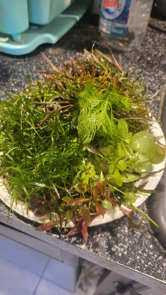 Aquatic Plant Pack 10 Varaties