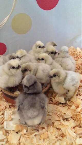 6 White Splash Silkie Eggs