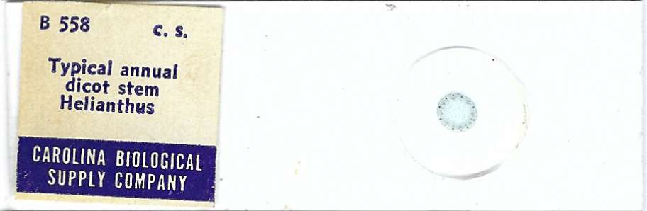 Typical Annual Dicot Stem Helianthus Microscope Slide
