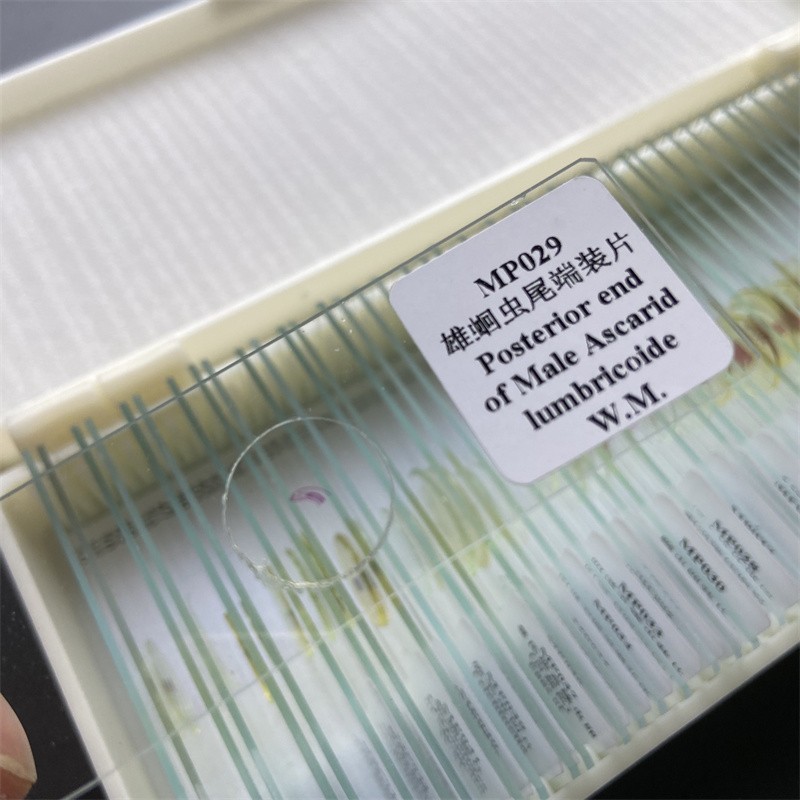 50PCS Prepared Microscope Parasitology Slides for Educational Teaching