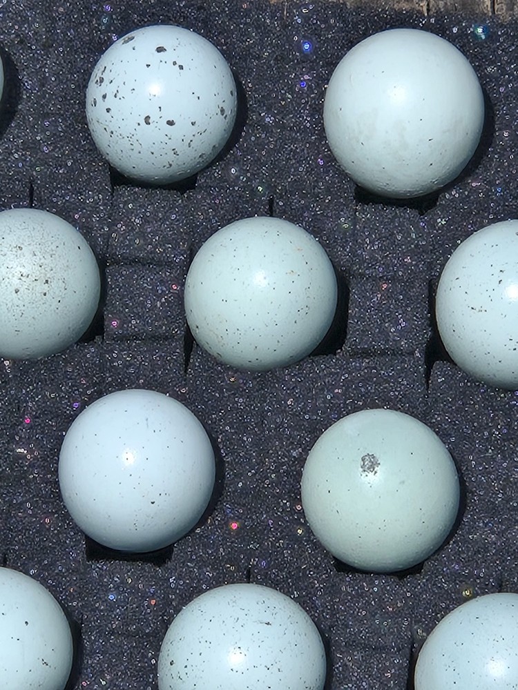 18+ Celadon Blue Coturnix Quail Hatching Eggs - 100% True Blue