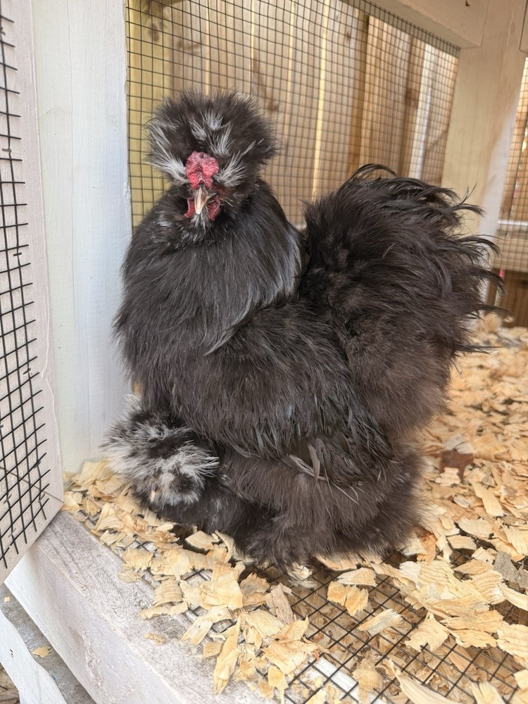 6 Silkie Various Colors hatching eggs