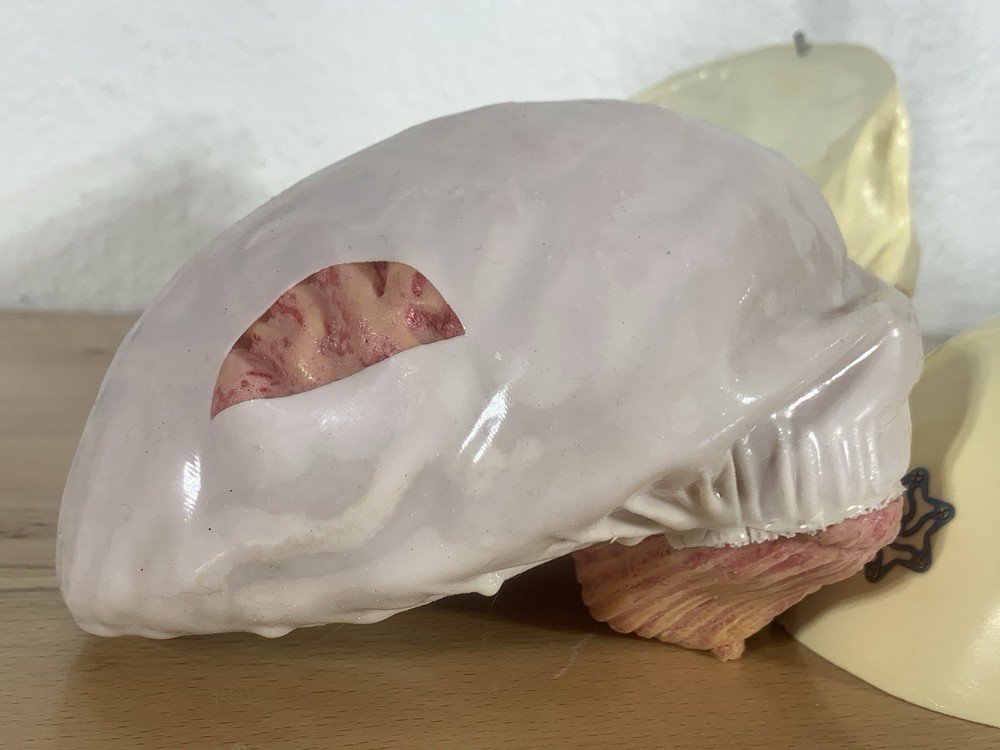 Anatomically Correct Life Size Skull Removable Cranium & Brain Teaching Aid