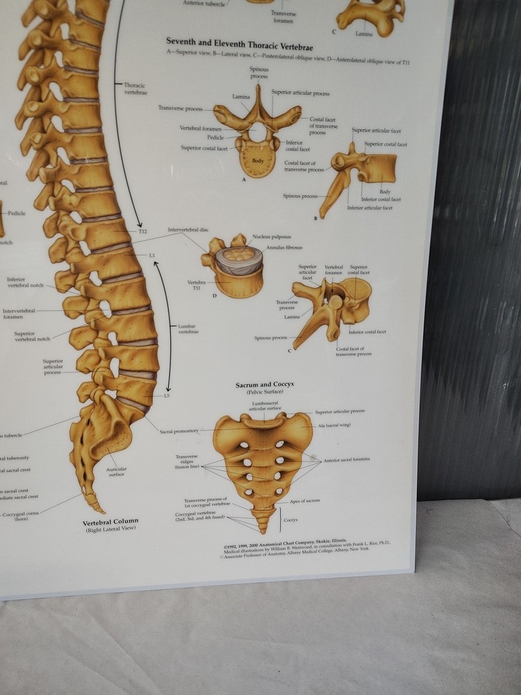 Vertebral Column & Spine Anatomical Chart Charts Models