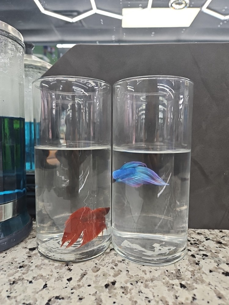 Betta Fish Set in Clear Glass Containers