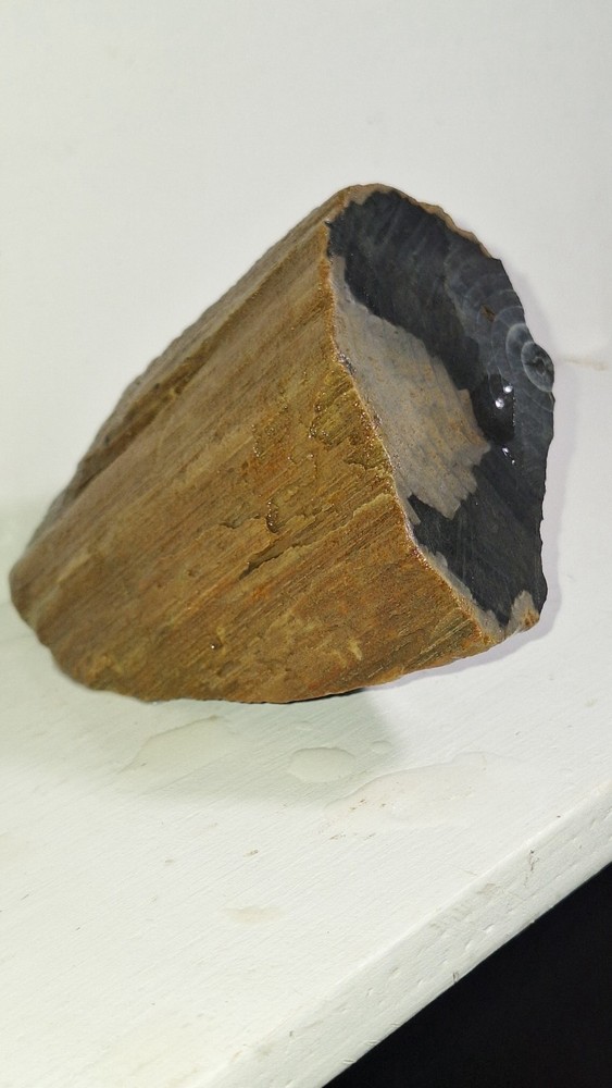 Agatized Petrified Wood