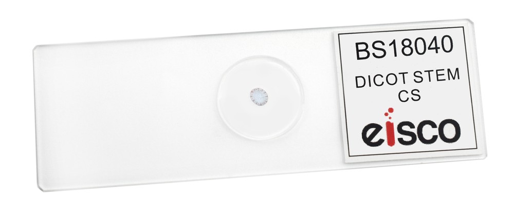 Dicot Stem, CS - Prepared Microscope Slide - 75x25mm - Eisco Labs