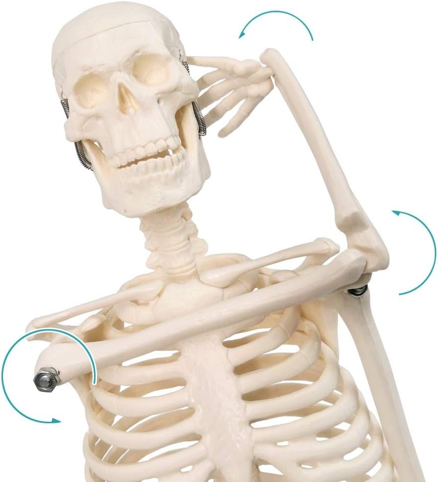 Educational 17.7” Anatomical Skeleton Model - Disassemblable for Hands-On Study