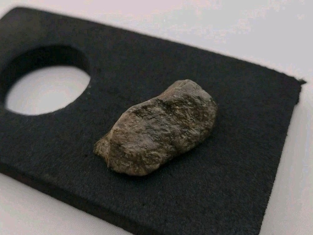 Fossil Dinosaur Permineralized Tooth T-rex 🦖