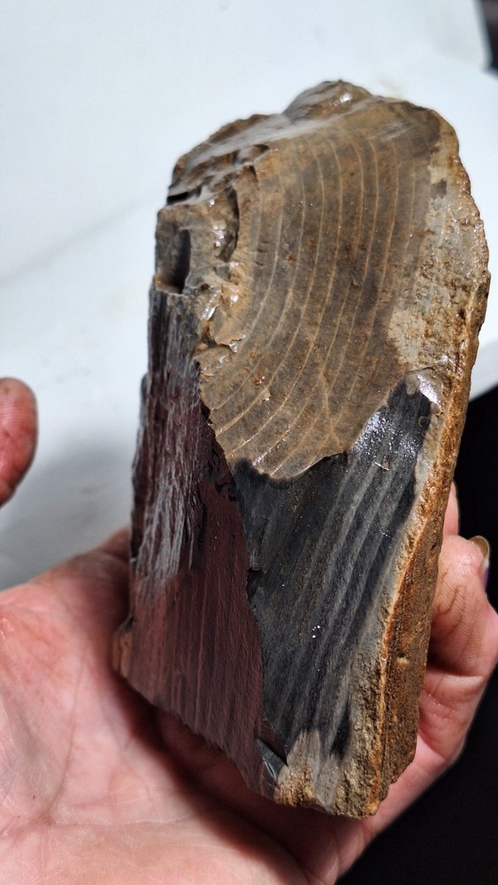 Agatized Petrified Wood