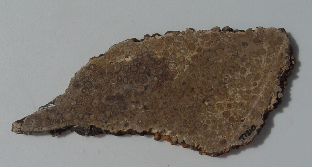 Oolite Lapidary Slab T1210