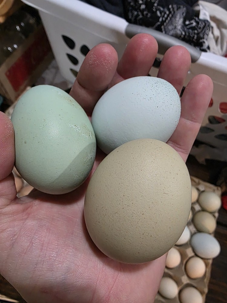 Easter Egger/ Rainbow Hatching Eggs - 12 Eggs