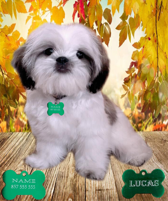 PERSONALIZED PET TAG ID DOG NAME TAGS DOUBLE SIDE CUSTOM ENGRAVED BONE STAINLESS