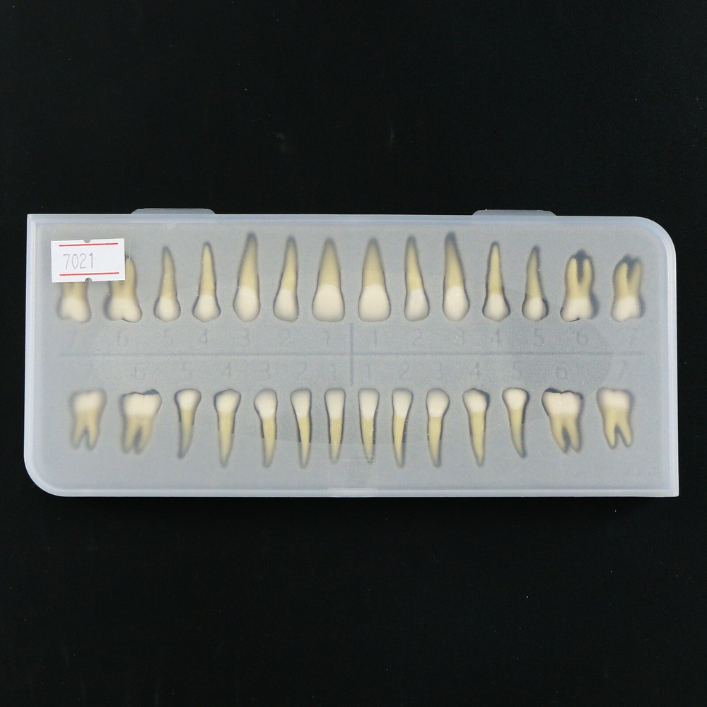 28 Pcs Dental 1:1 Permanent Teeth Demonstration Teach Study Model Tooth M7021