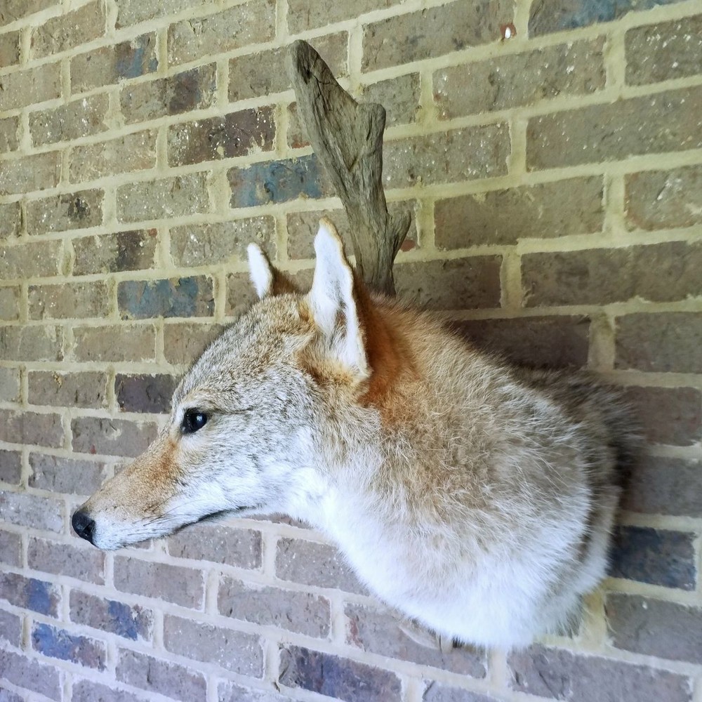 Extra-Large Coyote Head Driftwood mount - NEW