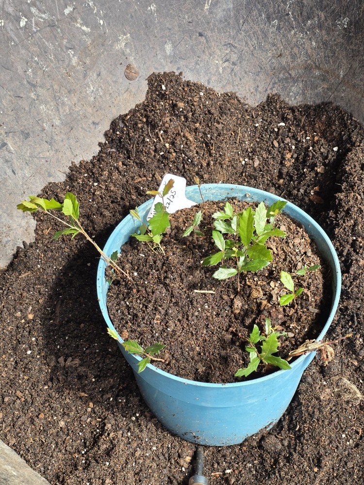 Bare Root Live Oak Tree