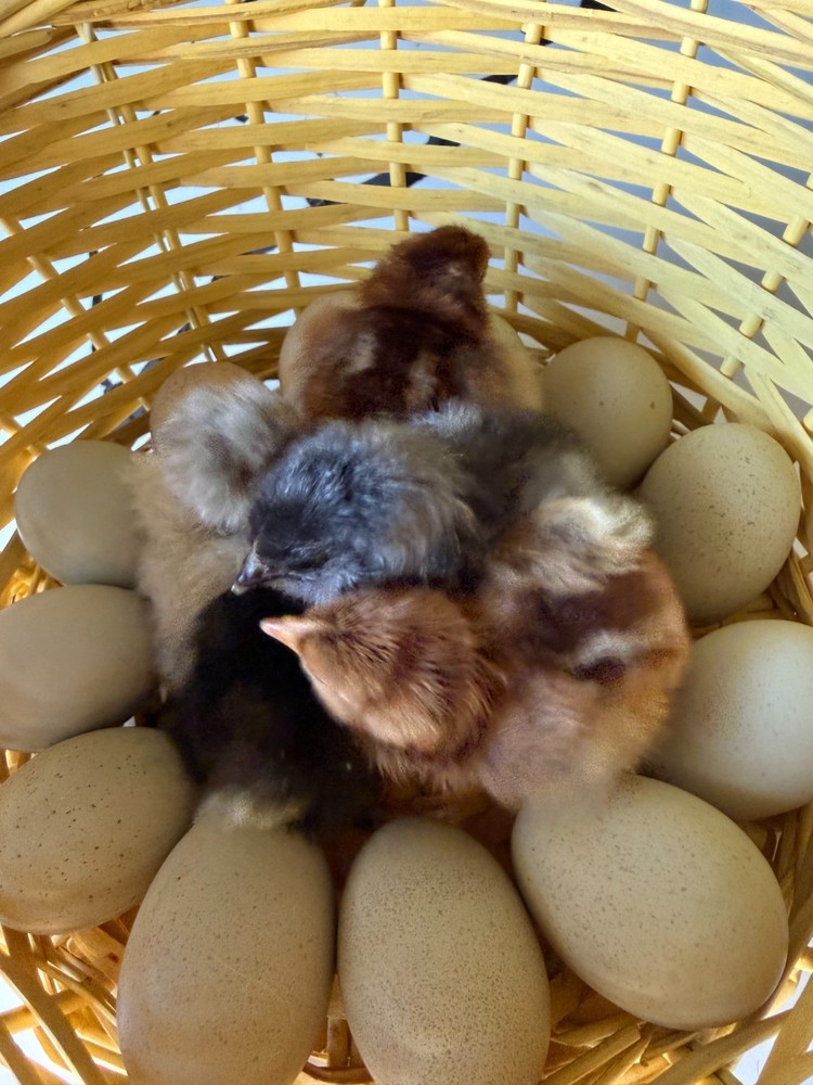 Olive Egger Fertile Hatching eggs 1 dozen / 12 eggs