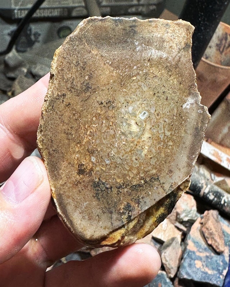 Dinosaur bone rough  end cut.